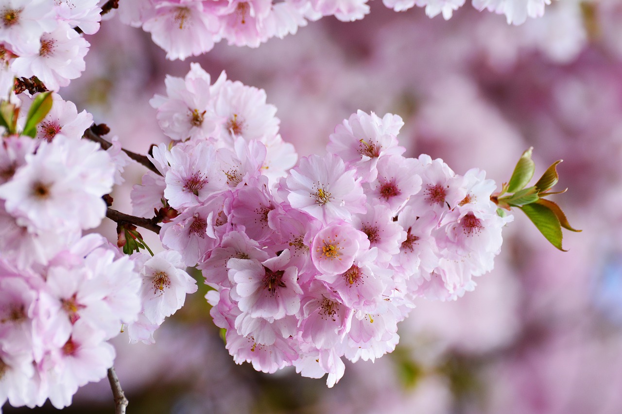 桜を堪能できる関西のお寺厳選日本の伝統文化なび 日本の伝統文化なび